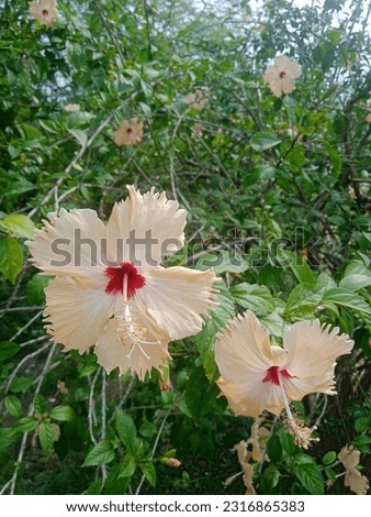 buteful flower china rose, yellow hibiscus