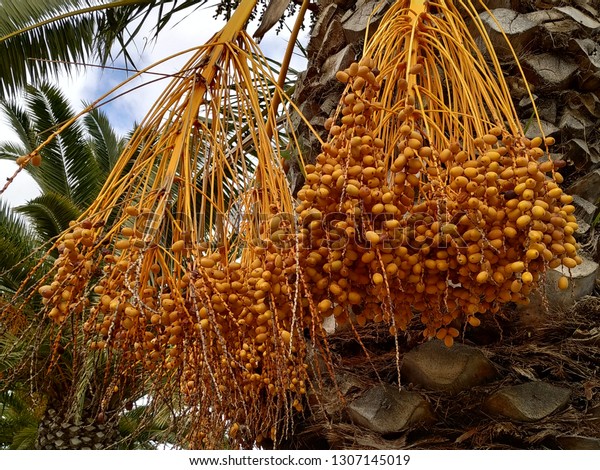 Butia Capitata Known Pindo Palm Tree Stock Photo Edit Now 1307145019