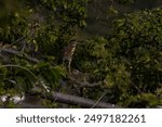 Butorides striata, tropical bird from the Cauca Valley, Colombia