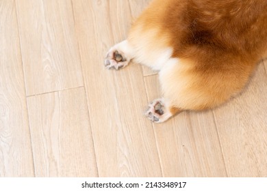 Corgi’s butt. The pads on the paws are seen. Image with selective focus. Closeup of cardigan welsh corgi butt lying on its stomach - Shutterstock ID 2143348917