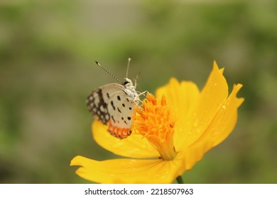 Butter Fly Beauty On Flower