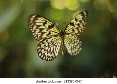 Butter Fly In Bohol Philippines Butterfly Sanctuary