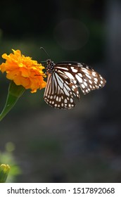 Butter Fly Captured On Merry Gold Flower