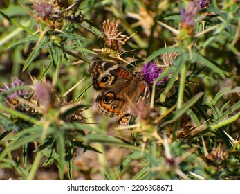 Butter Fly Close Up Out Doors