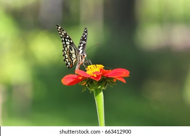 Butter Fly And Flower