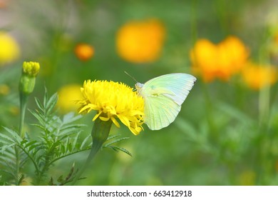 Butter Fly And Flower