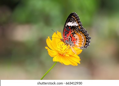 Butter Fly And Flower