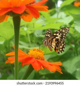 Butter Fly On Red Sunflower