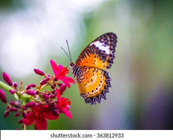 Butter Fly And Red Flower