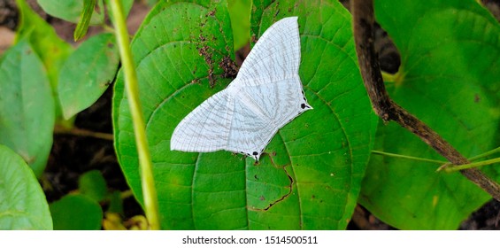 Butter Fly White Leaf Sapling