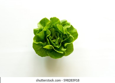 Butter Head Lettuce Plant For Salad, Hydroponic Vegetable Leaves, Isolated On White Background.