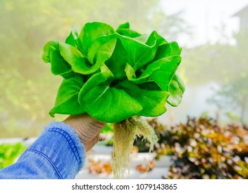 Butter head Lettuce salad plant, hydroponic vegetable leaves, isolated on women hand