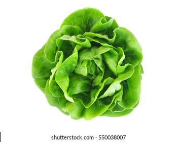 Butter head lettuce vegetable for salad on white back ground