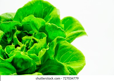 Butter head lettuce vegetable for salad on white background, Organic plant for healthy and diet.(Selective focus)