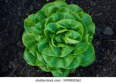 Butter lettuce growing happily in the deep rich soil of the beautiful California