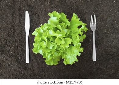 butter lettuce salad in soil with fork and knife