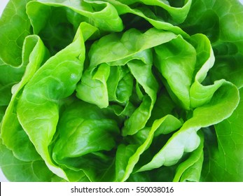 Butter Lettuce, vegetable for salad close up
