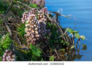 Butterbur flower growing on a river bank. An early spring flower which likes moist damp ground