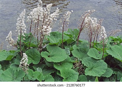 butterbur, leaves and infrutescences, Petasites hybridus, Asteraceae
