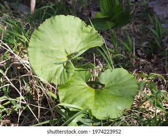 Butterbur leaves that grow naturally in Hokkaido