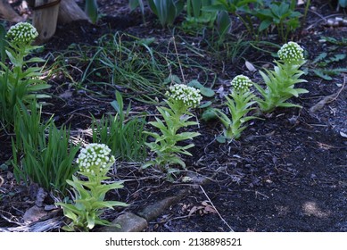 Butterbur scape. A dioecious perennial plant of the Asteraceae family native to Japan. Spring wild begetables and medicinal. 