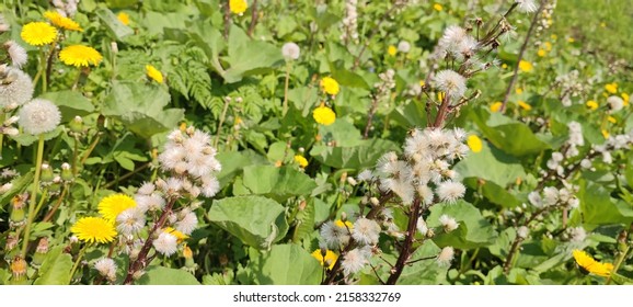 Butterbur is a shrub that grows in Europe and parts of Asia and North America. The name, butterbur, is attributed to the traditional use of its large leaves to wrap butter in warm weather.