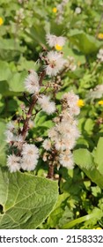 Butterbur is a shrub that grows in Europe and parts of Asia and North America. The name, butterbur, is attributed to the traditional use of its large leaves to wrap butter in warm weather.