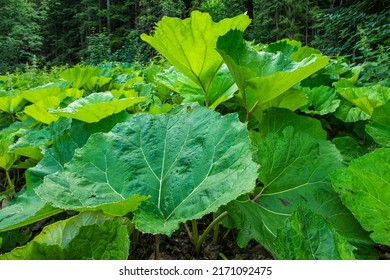 Butterburs with large rhubarb-like leaves. The largest wild European plant