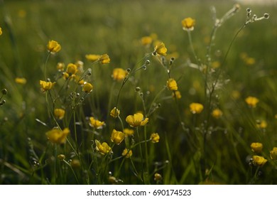 1 Smörblomma Images, Stock Photos & Vectors | Shutterstock