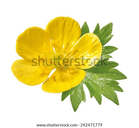 buttercup blossom with leaf