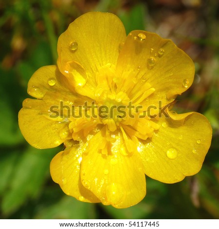 buttercup closeup