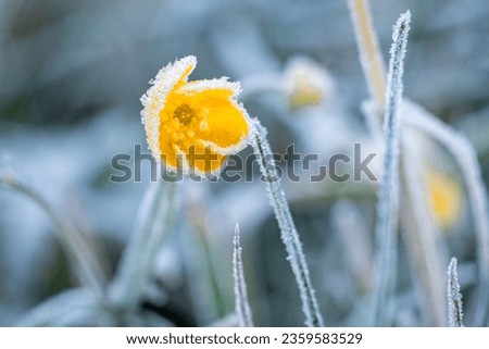 Buttercup flower covered in frost