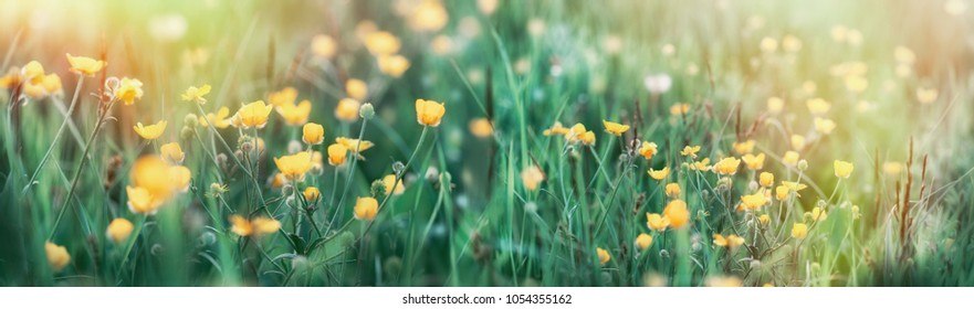 Buttercup flower in grass - beautiful spring flower in meadow