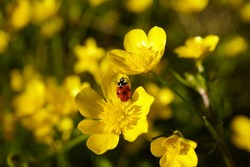 Buttercup  Flower And A Ladybug
