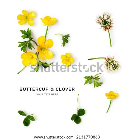 Buttercup flowers creative composition. Meadow buttercups with leaves isolated on white background. Floral arrangement, design element. Springtime and summer wildflowers. Top view, flat lay 

