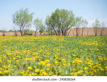 Buttercup Flowers In Field