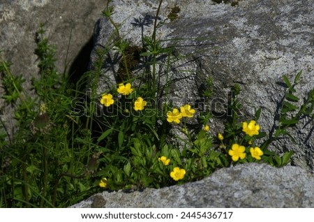 buttercup plants next to a rock in the sunshine