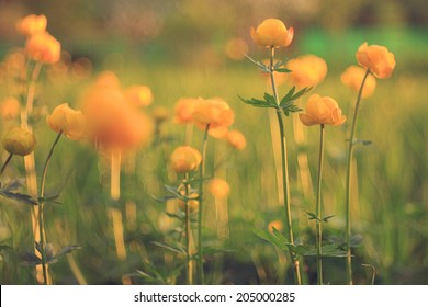 Buttercup Yellow Flowers Field