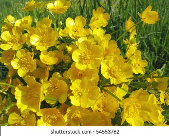 buttercups field flowers as floral background