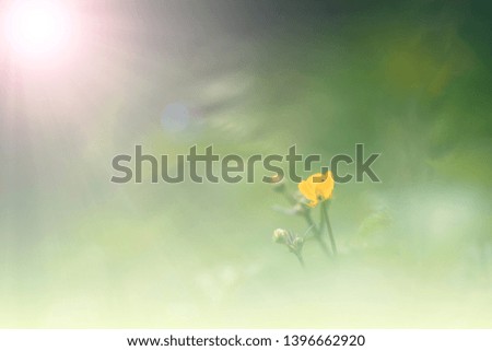 Similar – Foto Bild Gelbe Mohnblüte einer Blumenwiese aus der Froschperspektive