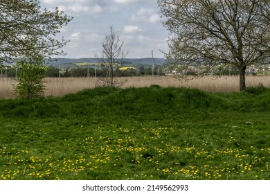 Buttercups Leading Up A Tree Sheltered Grassy Knoll With Reeds And Distant Hills In The Background At Topsham Devon UK