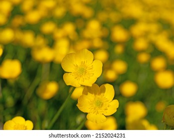 Buttercups, Ranunculus Acris, In Close-up