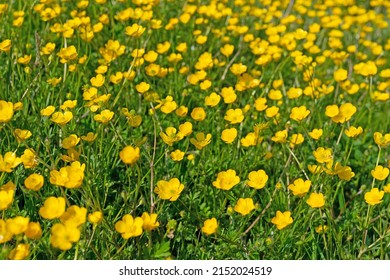 Buttercups, Ranunculus Acris, In Spring