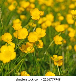 Buttercups, Ranunculus Acris, In Spring