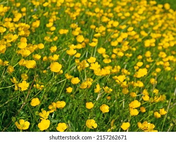 Buttercups, Ranunculus Acris, In Spring