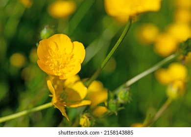 Buttercups, Ranunculus Acris, In Spring