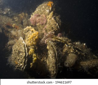 Butterfish (Pholis Gunnellus) In Dutch Saltwaters