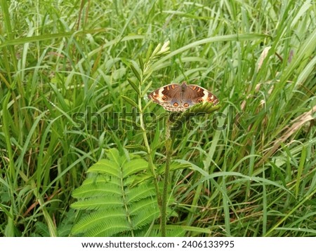 Butterflies with beautiful red-brown colors land on bushes and green weeds

￼


