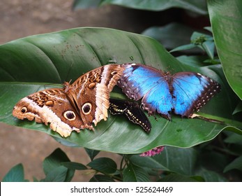 Butterflies, Blue Morpho