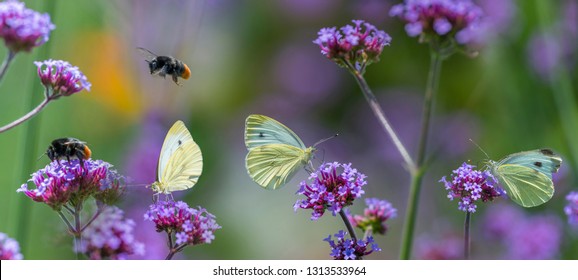 butterflies and bumblebees on flowers close up in the garden - Powered by Shutterstock